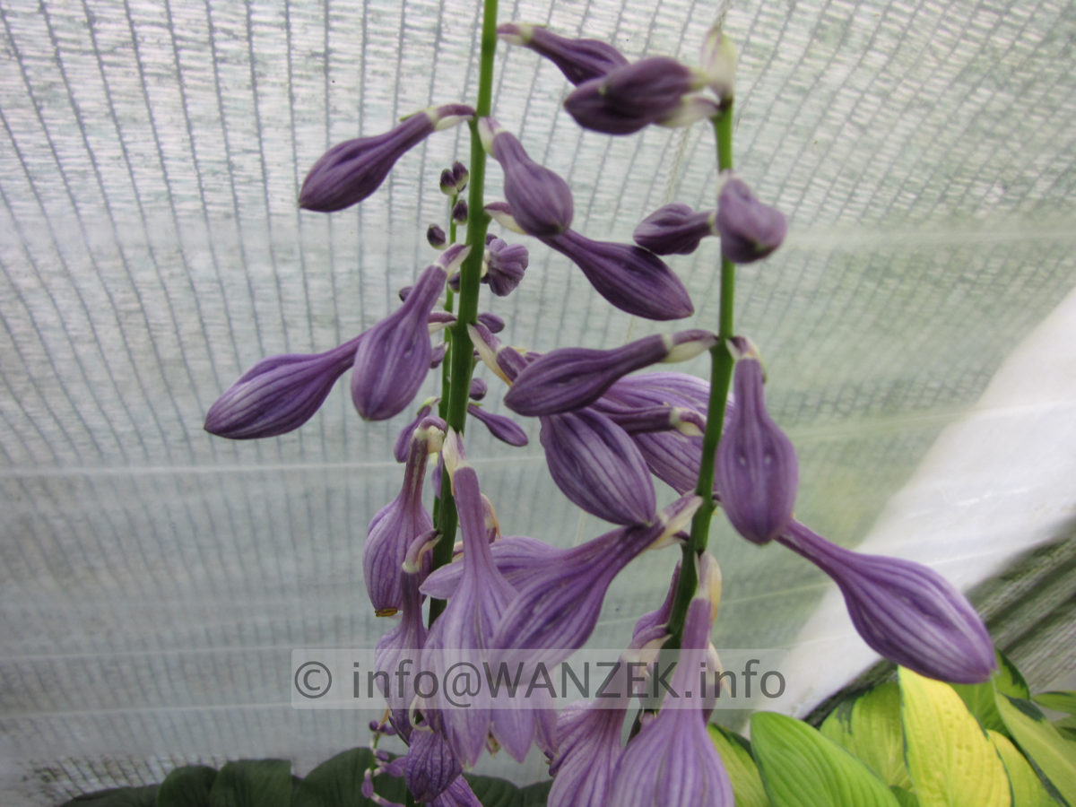 Hosta Hybride Gruene Dame - Bluete.JPG